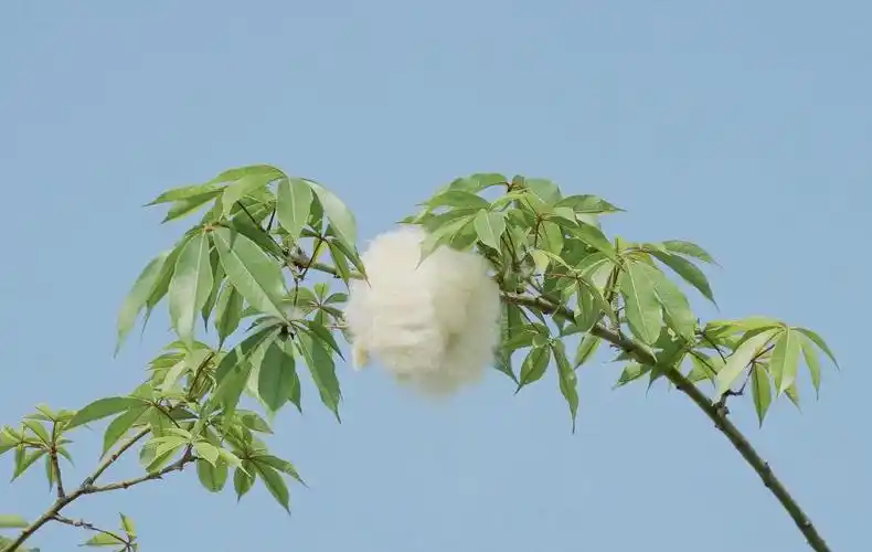 洁白优美的异木棉