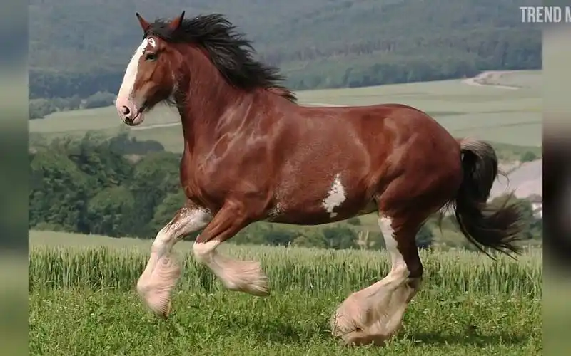 目前全世界最高大的马~可爱的傻憨憨