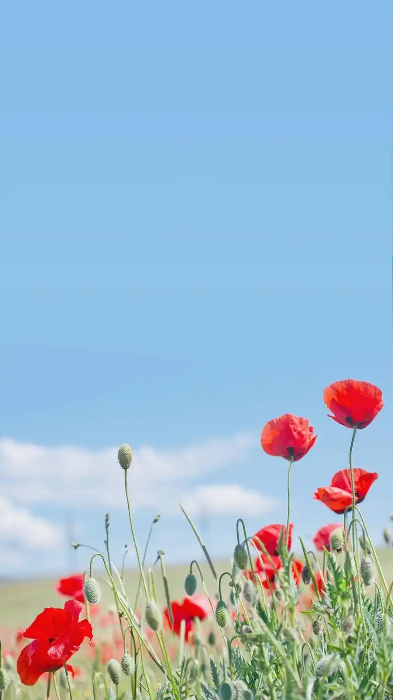 夏天的味道清新风景高清手机壁纸