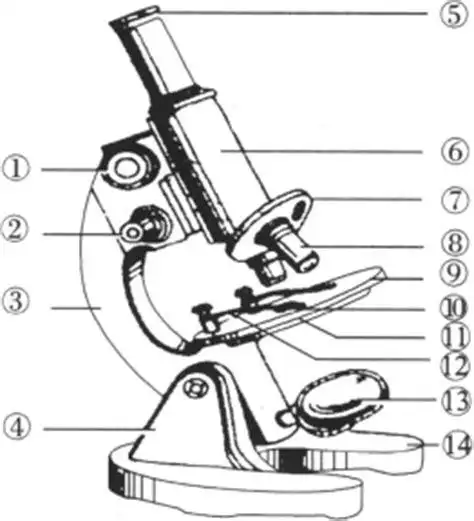 普通光学显微镜结构图普通光学显微镜结构图片2022已更新今日推荐