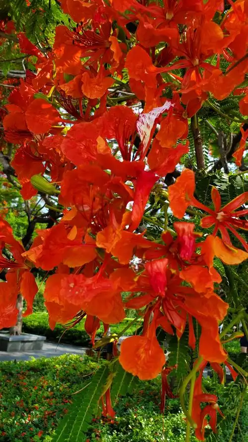 五月里一去追寻凤凰木花季