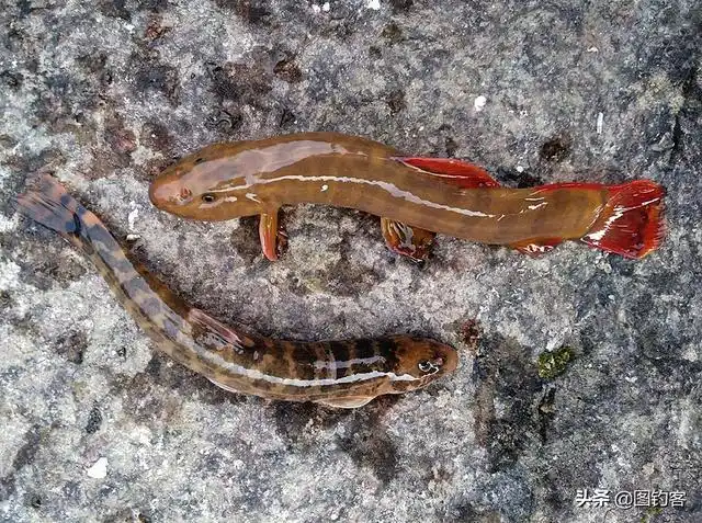 准确地说,那三个欧洲生物学家在四川捉了三种鳅鱼带回了欧洲,并分别