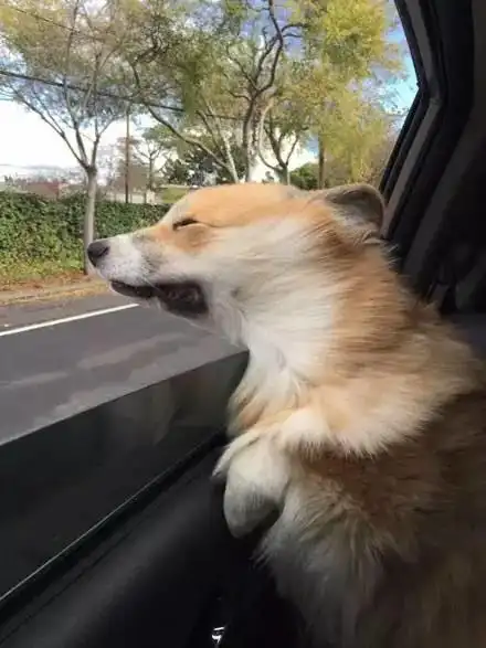 当柯基开始当司机这货分分钟完胜老司机组图