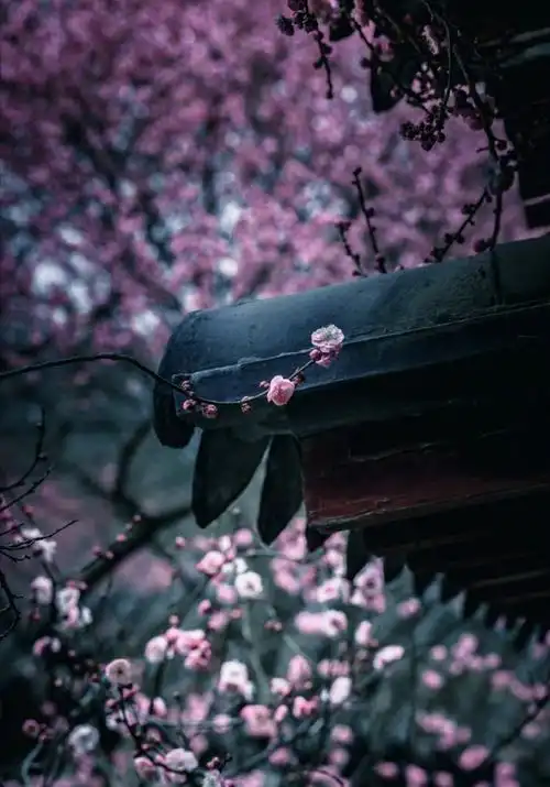 庭院梅花闲弄影,随风犹自度寒香.#诗词古风君