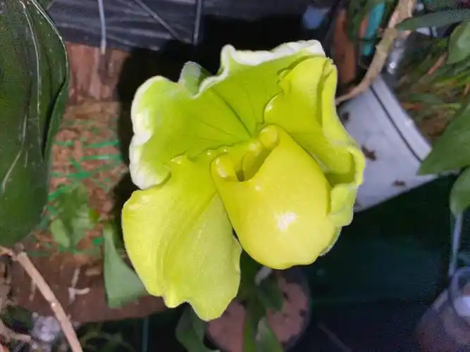 绿肉饼兜兰1号灭霸