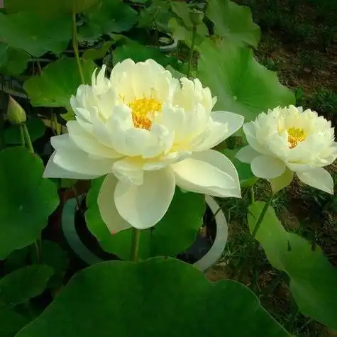 小清新莲花头像图片大全