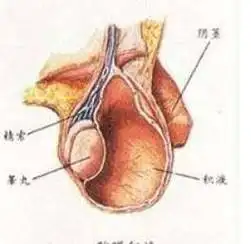 蛋蛋一大一小,怎么回事?_肿块_积液_治疗