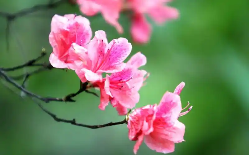 殷红似火的杜鹃花,高清图片,电脑桌面-壁纸族