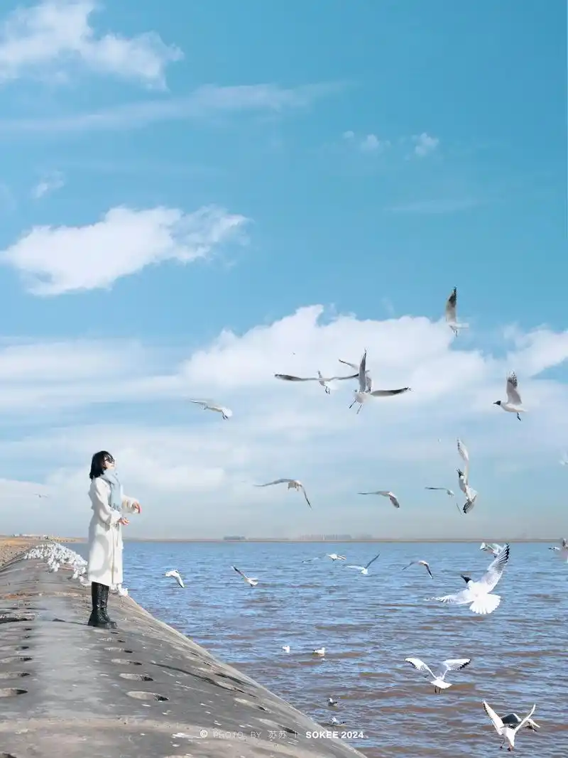 早上看完日出,差不多十点左右的时候, 成群结队的海鸥在海边散步