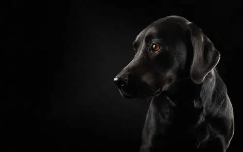 黑色的狗,黑色的背景,看 iphone 壁纸