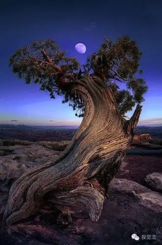 她花了14年时间,拍遍了全球最古老的树