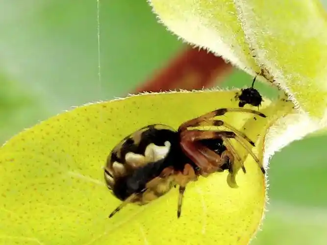 可爱而又可怖的小蜘蛛