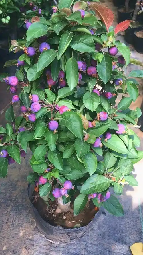 贵人果海棠花盆景 家有海棠 喜气洋洋 家有海棠 富贵满堂-度小视