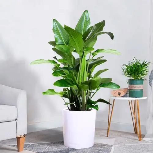 天堂鸟养护方法是什么(养护天堂鸟的技巧)_百科-涨口碑