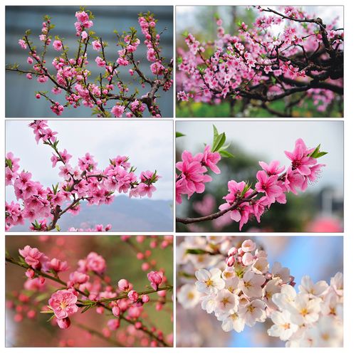 桃花贴画自然风景画粉色桃花装饰挂画贴墙画海报房间装饰画定制