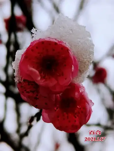 梅花欢喜漫天雪