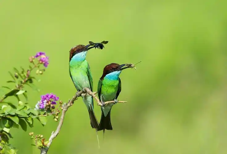 良禽择木而栖,"最美小鸟"现身最美湿地