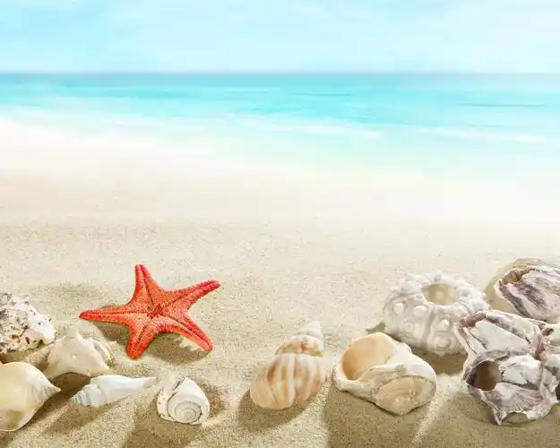 海滩,贝壳,海星,海 壁纸