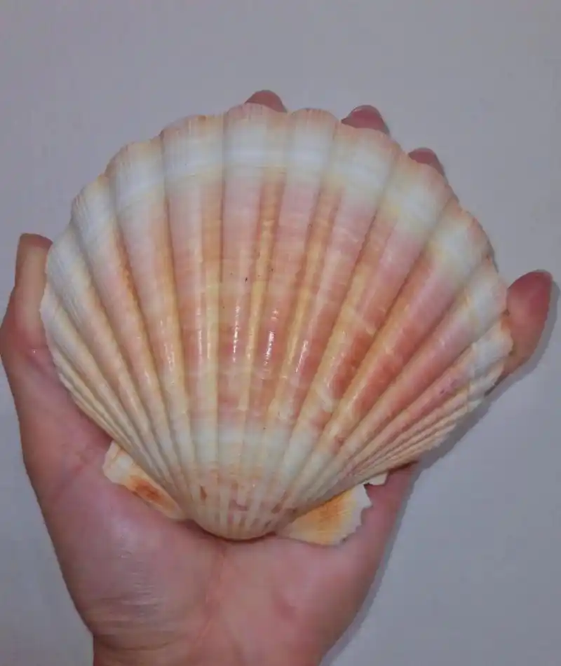 贝壳 #海螺 各种各样的海螺贝壳是我的心头好,五颜六色治愈 - 兑趑