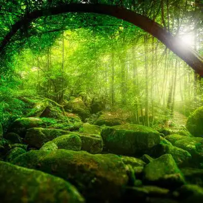 好看的绿树风景头像如此美的森林美景也就是看看了