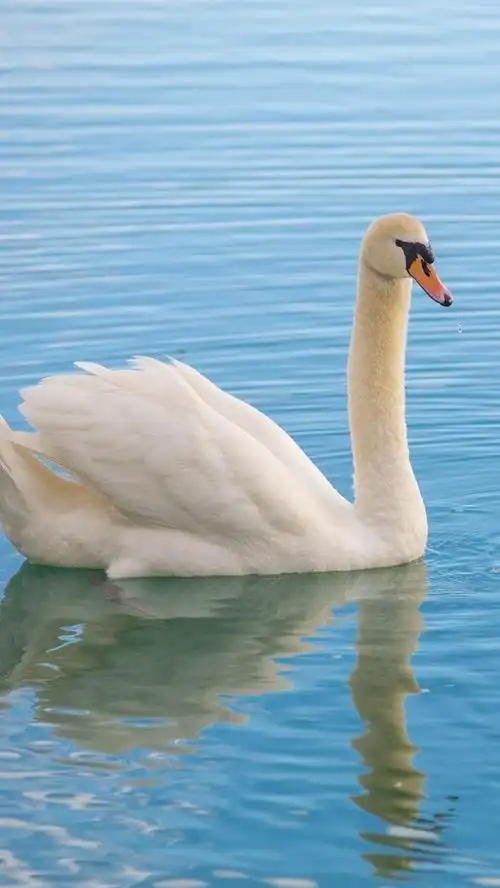 白天鹅家庭,孩子们,湖