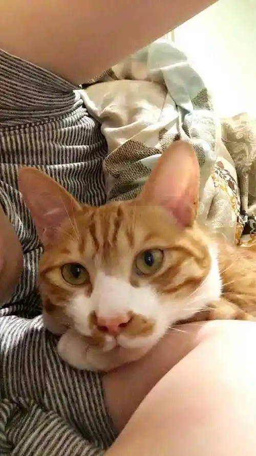 长得一副标准公猫脸