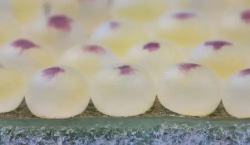 如馒头一样的虫卵