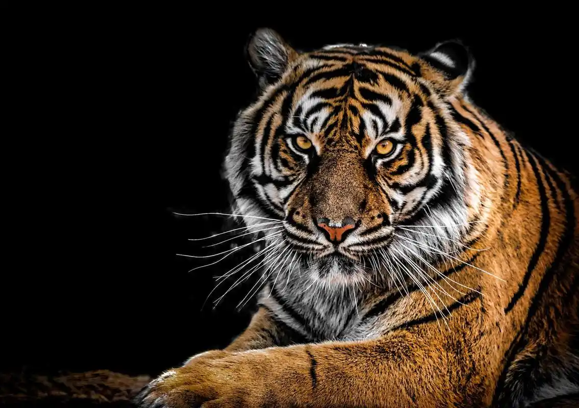 年羹尧太能作死,装修饰金龙吃饭称用膳,雍正:你真别觉得死得冤