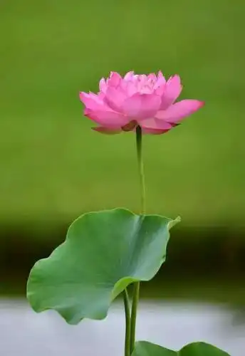 夏日风韵,禅意荷花