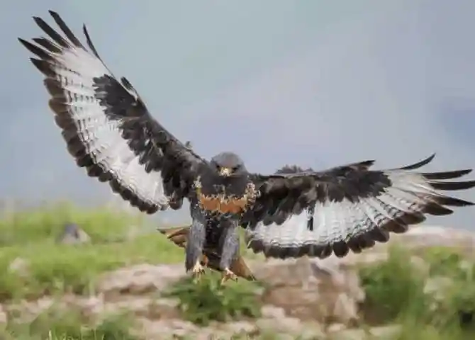 男子野外拍到"雕兄", 像人类一样行走, 特别有范!