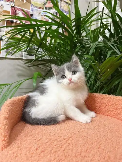 英国短毛猫之萌萌的蓝白
