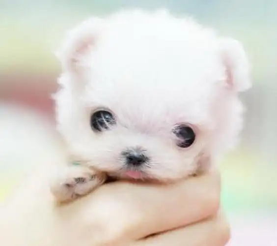 1,茶杯狗照片(茶杯狗50元一只)