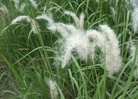 毛根草是什么样子的