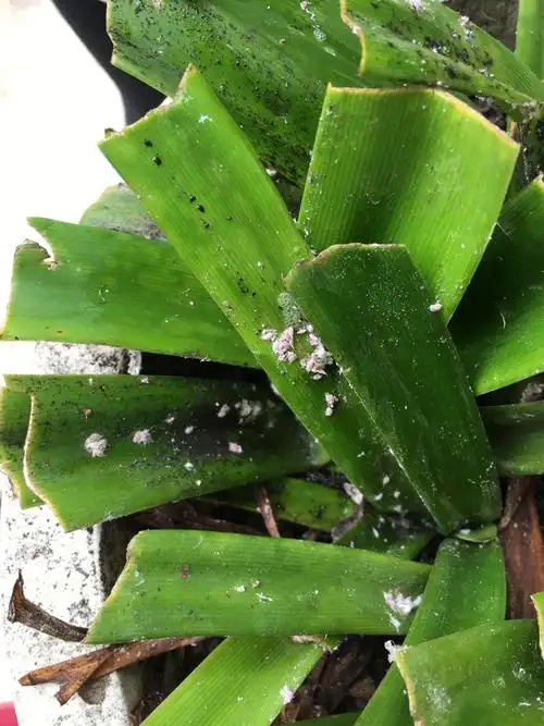 有谁知道植物上白色的虫子是什么,该怎么解决