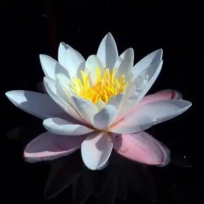 水中唯美的睡莲 微信莲花吉祥头像图片