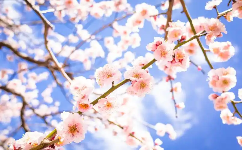 唯美浪漫日本樱花