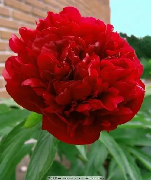 牡丹花国花红牡丹拍照图片高清牡丹花红牡丹,大花斑纹黑色斑纹,时髦