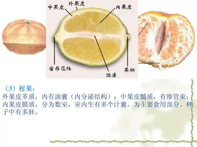 (3)柑果: )柑果: 外果皮革质,内有油囊(内分泌结构);中果皮髓质,有