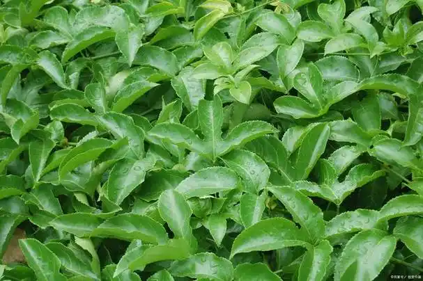 三七是五加科人参属多年生草本植物