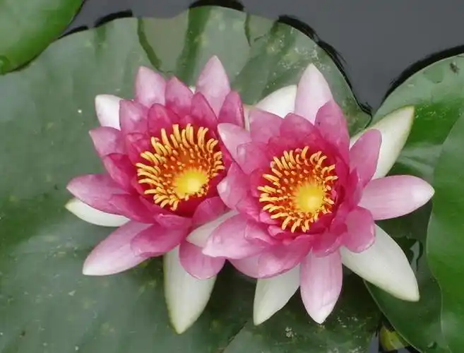 花开并蒂莲的莲花指什么?