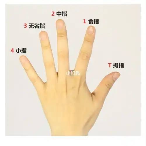 在学习左手按弦方法之前,首先要认识一下左手每个手指的代号.