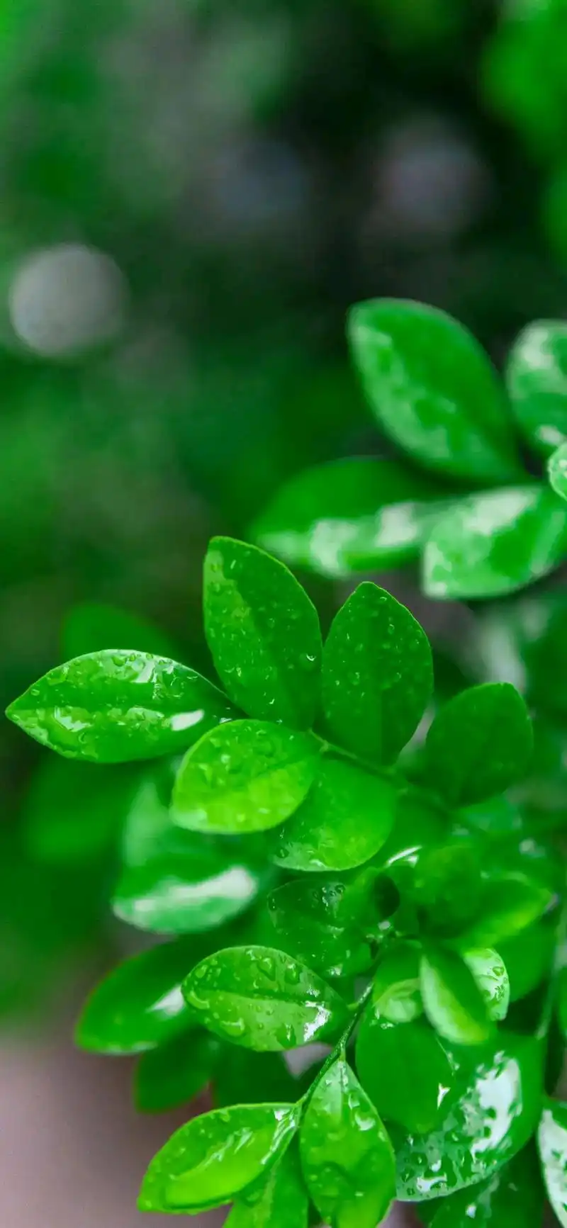 手机壁纸|绿色护眼系