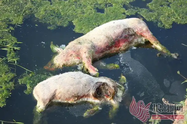 河中漂浮着的死猪已经高度腐烂