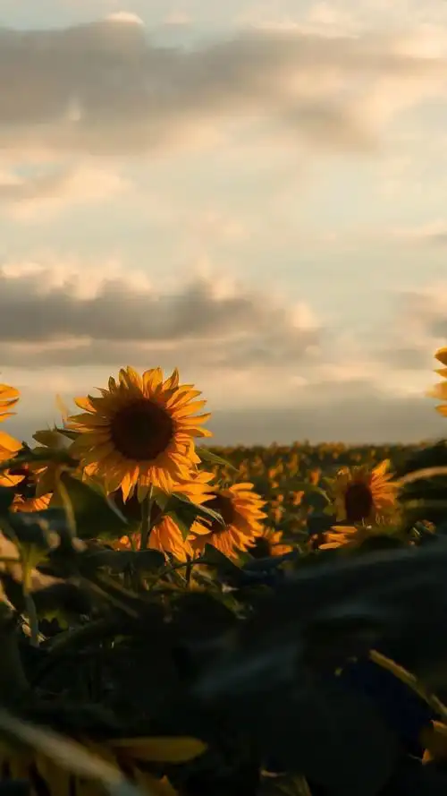小清新唯美向日葵花海风景手机壁纸