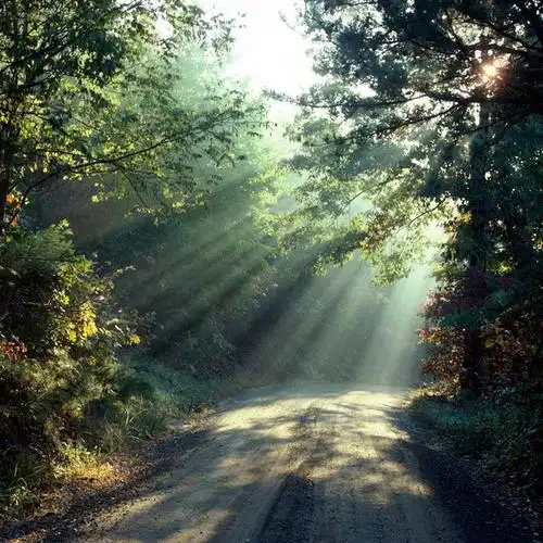 绿色自然 清新淡雅 文艺 简约 风景