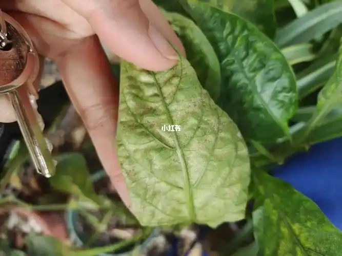 辣椒和紫苏,柑橘也都有红蜘蛛了