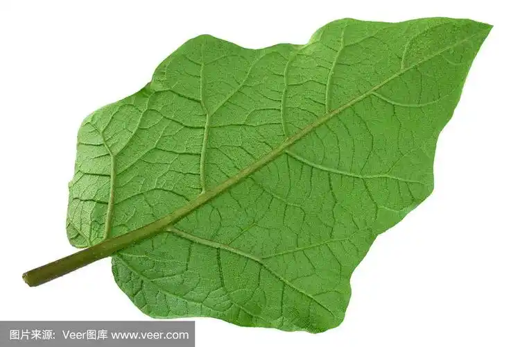 茄子叶特写上白