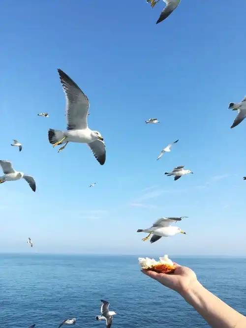 海鸥追随我们同游大海