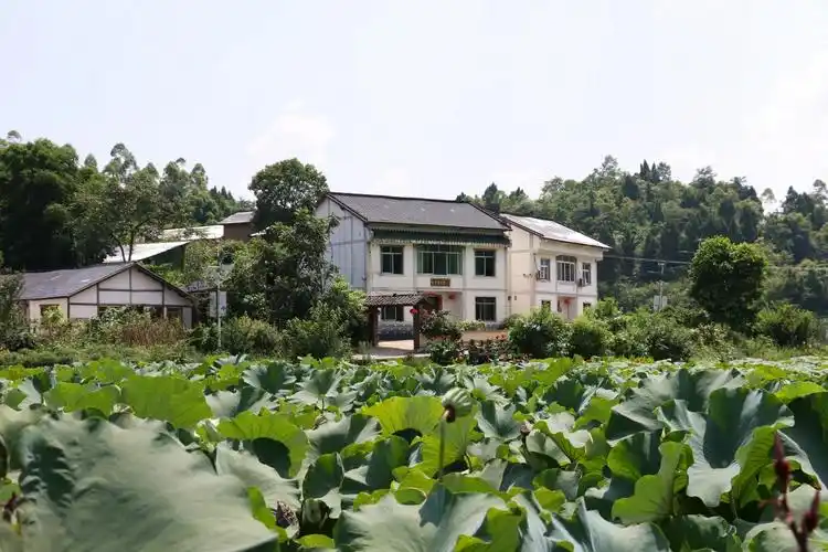干净整洁的农家庭院  图/王雪