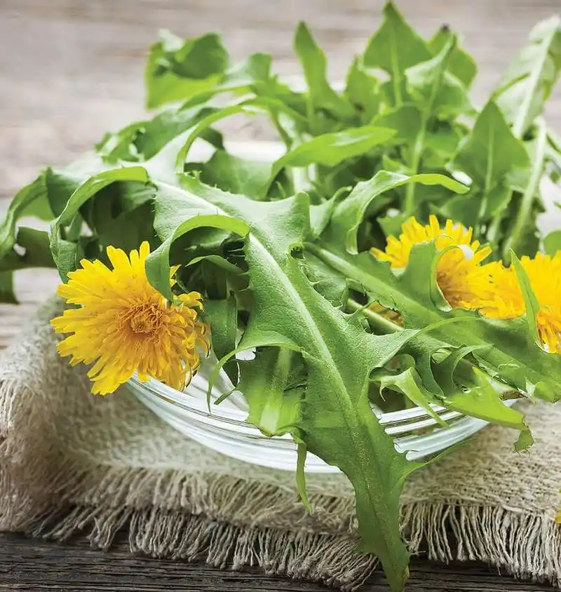 蒲公英属植物通称蒲公英,黄花地丁,婆婆丁,华花郎,蒲公草,食用蒲公英